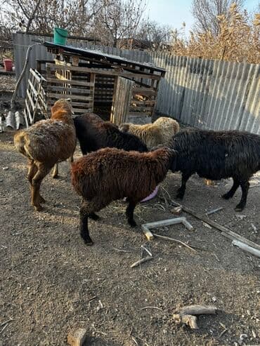 купить щенка далматинца: Продаю | Баран (самец), Овца (самка), Ягненок | Для разведения — 2