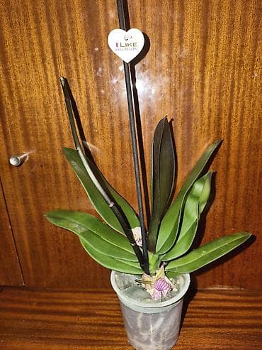 зеркало сокулук: Орхидея фаленопсис в прозрачном пластиковом горшке. - Подходит для — 1