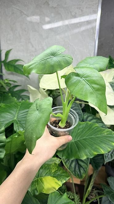 фикус пальма: Диффенбахия Тропик Сноу 1200с Посажен в хороший грунт, не привозной — 5