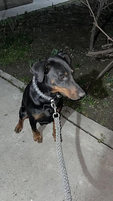 недорогой собака: Доберман, 3 года, Самец — 2