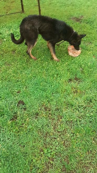 тун азык: Натуральная косточка для собак (говяжья суставная кость) - Крупный — 1