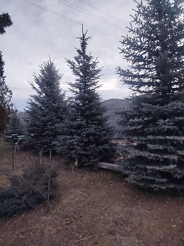 пошив верхней одежды: Саженцы деревьев: Ели — 2