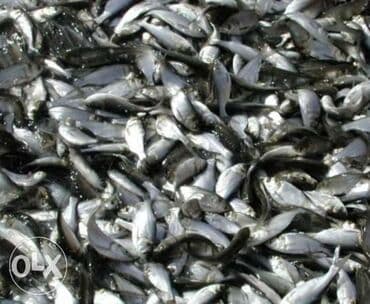 Малёк толстолобик оптом есть доставка спринтер -зил - самовывоз мешок