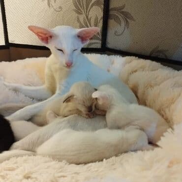 шотландская золотая шиншилла цена: Ориентальная, 1 месяц, Мальчик, Белый — 5