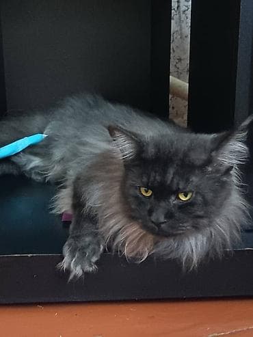 мейкун котята: Мейн-кун, 3 месяца, Девочка, Черепаховый, Приучена к лотку, Проглистована — 8
