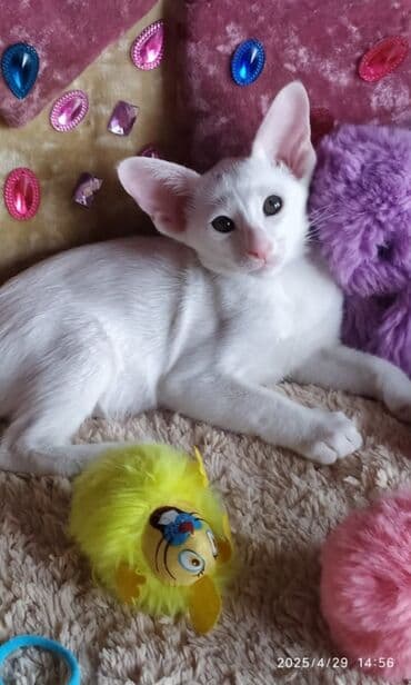 новорожденные котята: Ориентальная, 2 месяца, Мальчик, Рыжий, Приучена к лотку, Проглистована, С документами — 18