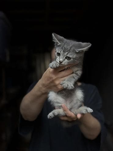 Бездомные котята 5шт ищут дом и любящих хозяев - Возраст: 1,5 месяца — 6