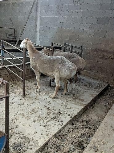 в связи с переездом отдам попугая жако в добрые руки: Продаю | Баран (самец) | Гиссарская | Для разведения — 3