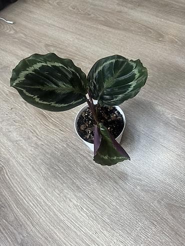 green leaf: Калатея (вероятно Calathea roseopicta/medallion) в горшке. - — 1