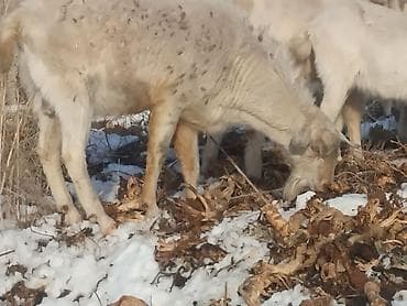 Рыба: Продаю | Коза (самка) | Для разведения — 5