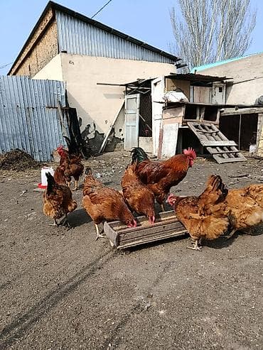 Продаю | Куры | Несушки