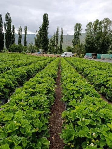 насос для повышения давления воды бишкек: Голландиядан келген фриго кулпунай көчөттөр - сиздин багыңыз үчүн — 15