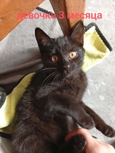 ориентальные котята купить: Кошка даром: Беспородная, 3 месяца, Девочка, Приучена к лотку — 1