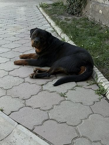 ризеншнауцер цена: Собака даром: Ротвейлер, 2 года, Самец, С прививкой, С родословной — 1