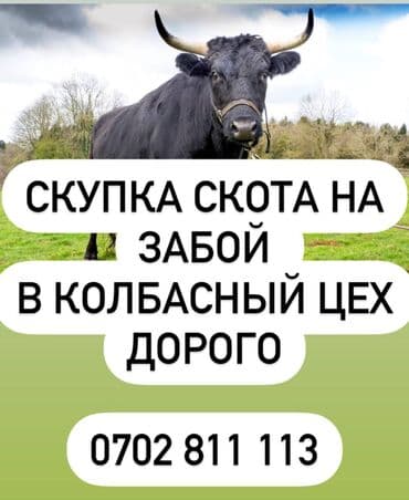 хомяк домашний купить: Куплю | Коровы, быки | Самовывоз — 1