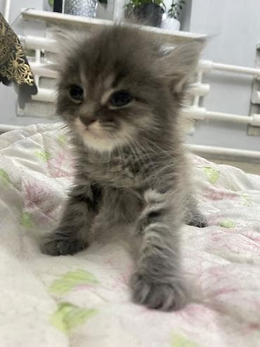 Котята, домашние Описание: - Очаровательные малыши с яркой — 2