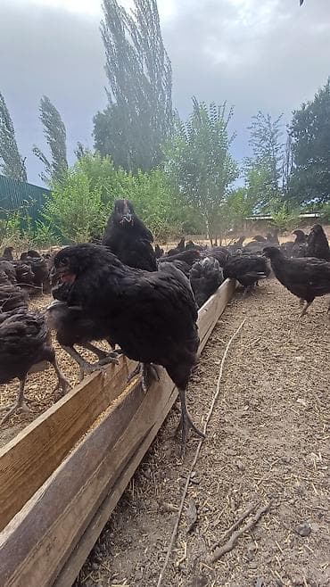 Животные: Продаю | Цыплята | Несушки — 2