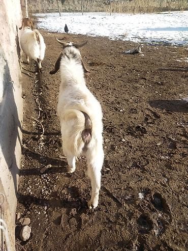 Услуги ветеринара: Продаю | Козёл (самец) | Битал | Для разведения | Осеменитель — 3