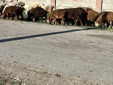 Айыл-чарба жаныбарлары: Сатам | Ургаачы кой (ургаачы) | Союуга — 1