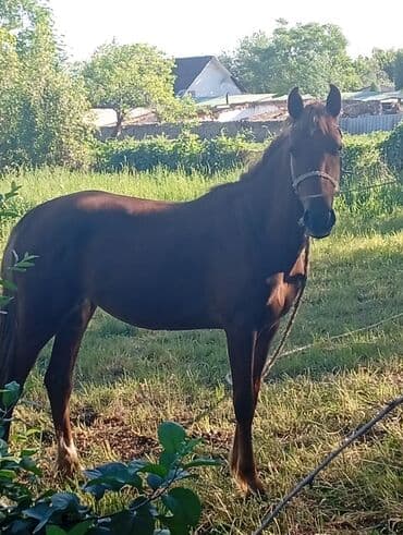 сколько стоит кролик: Продаю | Кобыла (самка) | Рабочий — 1