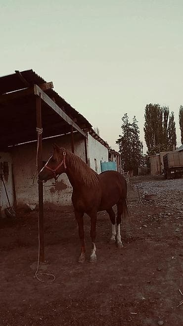 аренда лошади: Продаю | Жеребец | Рабочий — 4