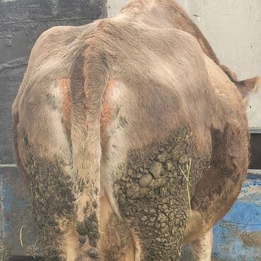 кролик цена: Продаю | Корова (самка) | Для молока | После отела — 8