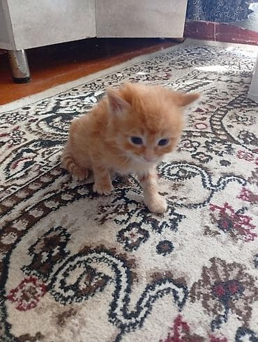 Мышыктар: Рыжие котята - Порода: домашние короткошёрстные - Окрас: классический — 4