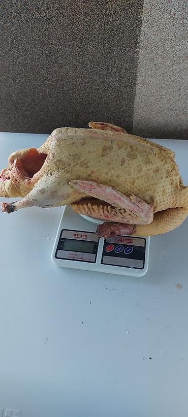 Продаю индоуток. 1 кг 650с.Домашнии мясистые.молодые at lalafo.kg Продаю индоуток. 1 кг 650с.Домашнии мясистые.молодые