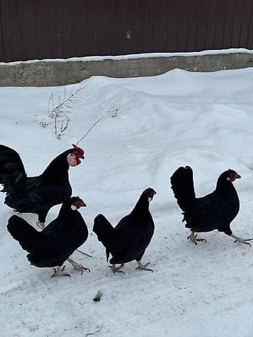 Ветеринар кызматы: Сатам | Тооктор, Короздор — 2