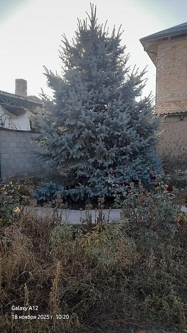 куплю голубой ель: Ель голубая (Picea pungens, Blue Spruce) - Декоративное хвойное — 2