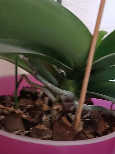 купить орхидею живую: Продаю орхидею, полностью адаптированная, отличная корневая, растит — 3