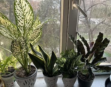 бамбук комнатный купить: Комнатные растения в декоративных горшках (набор). Состав набора на — 5