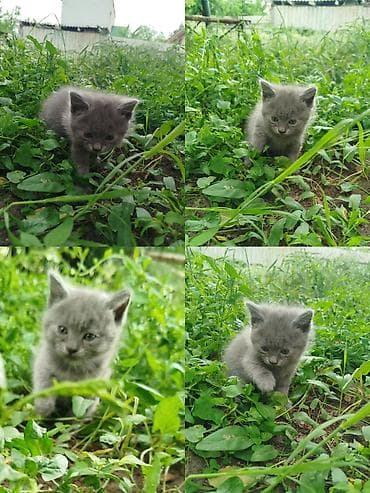 сколько стоит сибирская кошка котенок: Срочно разыскиваются сотрудники на должность «Любимый хозяин» 🐾 В — 3