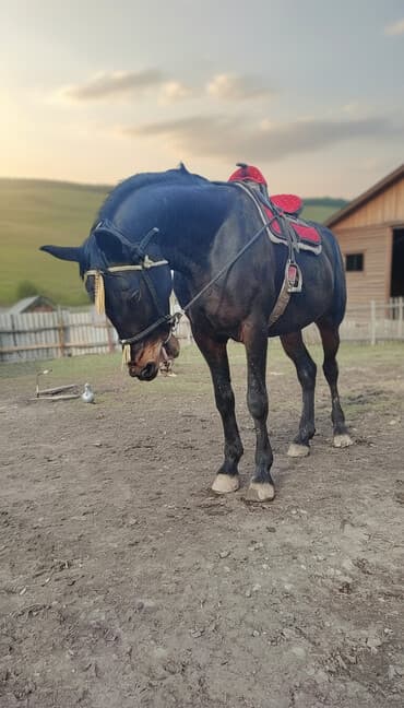 животные в добрые руки: Айгыр сатылат 6 асый. үйүргө аябай жакшы 20 25 бээ менен жүрөт улагы — 2