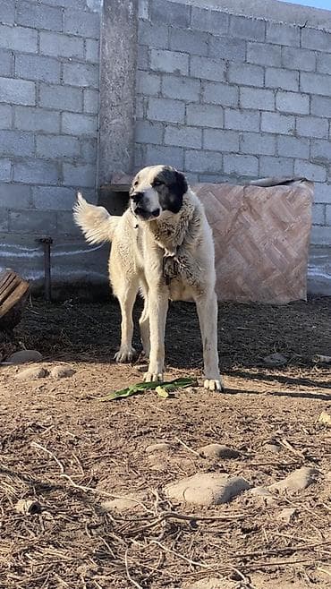собаки кангал: Порода: среднеазиатская овчарка (алабай), . Окрас: белый с черными — 8