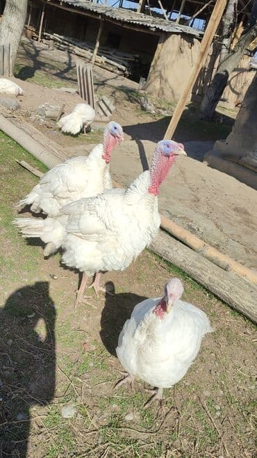 Продаю индюшков на забой,1кг туши-450 сом. весят индюки до 26 кг