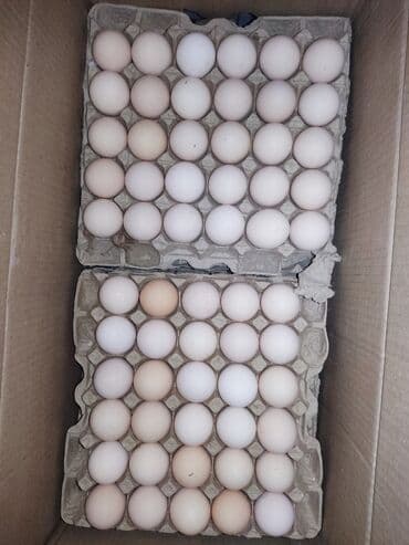 яйцо пасхальное сентябревъ: Куриные яйца домашние оптом С2. 6.5 сом С1 7.70 сом СО 8.5 сом СВ — 3