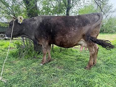 купить кукуруза: Продаю | Корова (самка) | Алатауская | Для молока | Привязанные — 3