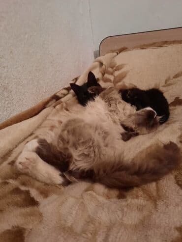 Иттер: Пушистый котёнок с голубыми глазами и яркой сиамской окраской поинт — 3