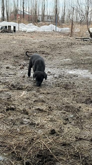 Щенки дворняги (метисы). На фото — помет от гладкошёрстной чёрной суки