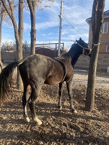 Аквариумы: Продаю | Жеребенок | Полукровка — 1