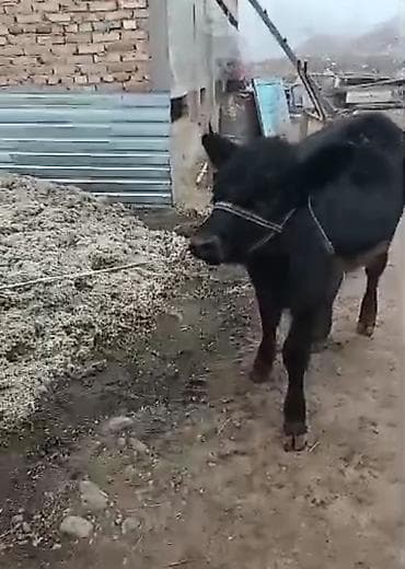 трекер для животных: Продаю | Бык (самец) | Для разведения | Привязанные — 4