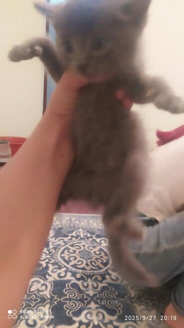 в связи с переездом отдам попугая жако в добрые руки: Американский кёрл, 1 месяц, Мальчик, Серый, Приучена к лотку — 2