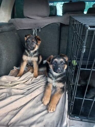 Щенки, немецкой овчарки. - Окрас: черно-подпалый, классические . -