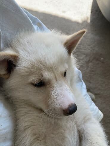 собака азият: Лайка, 2 месяца, Самец, С прививкой — 3