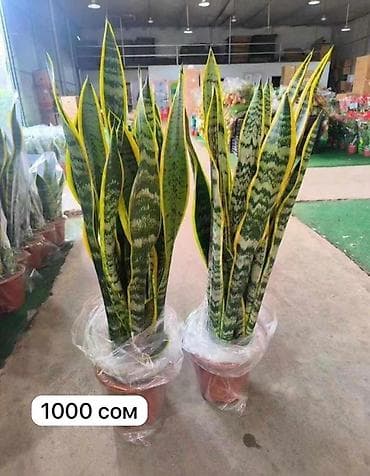 купить пальму: Комнатные растения в горшках. - Саговник (цикос/саго-пальма) — 8