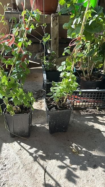 куплю малина: Клематисы — саженцы в горшках (контейнерная рассада) - Многолетние — 4