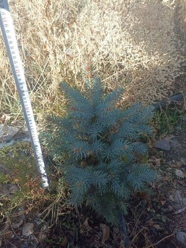 облепиха саженцы: Саженцы деревьев: Ели — 1