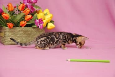 Дорогие друзья долгожданный помет . Бенгальские котята .от самых