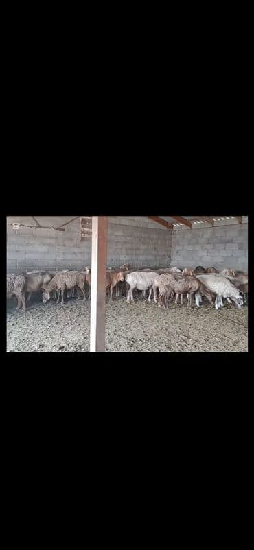 домик для животных: Продаю | Овца (самка) | Для разведения | Матка — 3